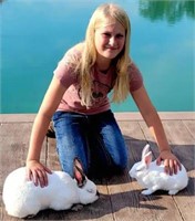 Lilly Welling - Rabbit