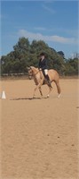 (VIC) PRIMROSE - APPALOOSA X MARE