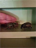 2 Large Beetles Taxidermy