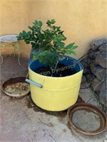 Citrus Tree in Pot