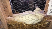 White Peahen - 1 Yr Old