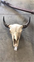 Buffalo skull, 24” spread tip to tip