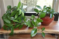 (3) Potted Live Wax House Plants