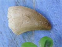 DINOSAUR TOOTH ROCK STONE LAPIDARY SPECIMEN