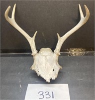Real Deer Skull Decor