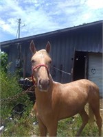 Palomino Stud Colt (Highway To Hell)