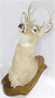 Stag Head Mount - 35"
