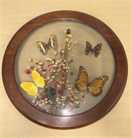 12" round dried flowers & butterfly shadow box