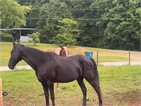 15yr old  black walking horse mare