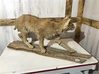 Bobcat taxidermy on wood