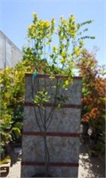 Rainbow Pillar Serviceberry