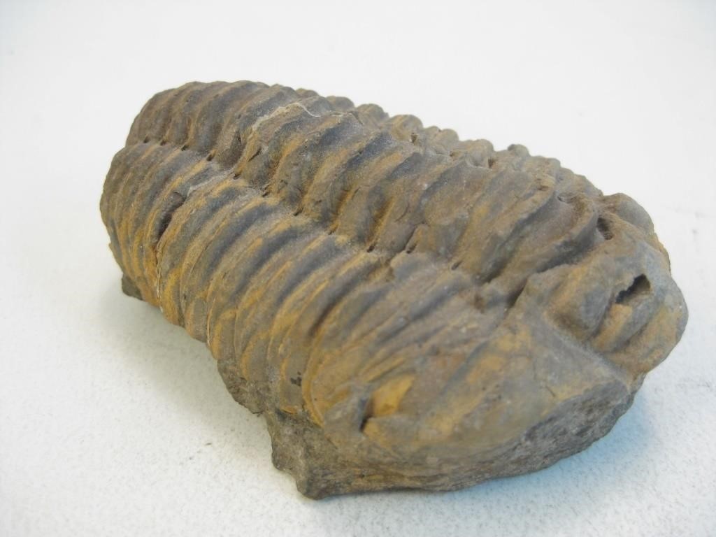 Prehistoric Trilobite  Specimen