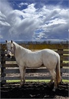 Bailey is a 2 year old, Palomino QH filly who is