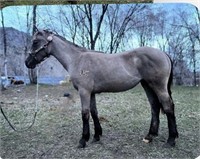 Sweet Tea is a gray, yearling filly