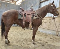 Nixon is a 7 year old, red roan QH type gelding