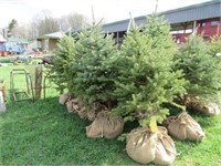 BLUE SPRUCE, THIS IS 5 TIMES THE BID AMOUNT