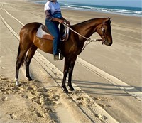 (NSW) MOUSE - ASH GELDING