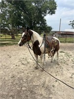 LEXIE 12 YO PAINT MARE *VIDEO*