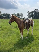 RANGER 15 YO GELDING * VIDEO*