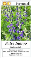 6 False Indigo Baptisia Plants