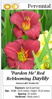 7 Rebloomer Pardon Me Red Daylily Plants