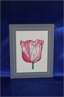 "Tulip" by Thomas Rhodes