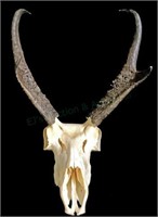 Taxidermy Pronghorn Antelope Skull With Horns