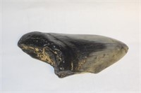 A Partial Megalodon Tooth