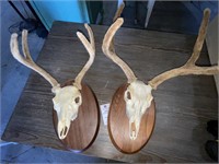 2-Classy Oval Wood Deer Velvet Antlers