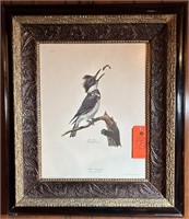 "Belted King Fisher" by Ray Harm. Framed