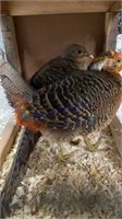 Pair Red Gold Pheasants