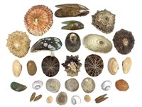 Shells Scutellastra Tubularis Granularis +