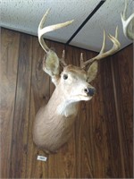 8 Point Buck Deer Head