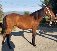 Scarlet 1 yo 12h Grade Quarter pony mare