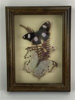 Real Framed Great Eggfly & Mother Of Pearl