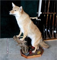 Coyote full mount