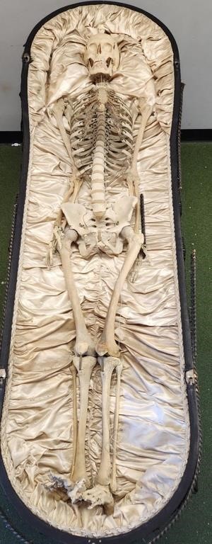 Antique articulated anatomy human skeleton.