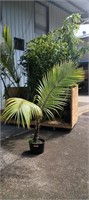 7' Coco Palm im a 5 gal container