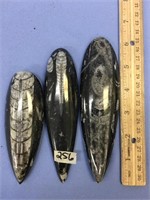 Lot of 3 cephalopod fossils, largest is 6 1/2" lon
