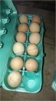 11 Fertile Ayam Cemani Eggs