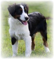 MIN. AUSTRALIAN SHEPHERD - M - 05-07-2017