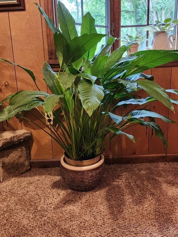 LIVE Large Peace Lily