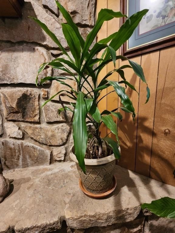 LIVE Dracaena Fragrans House Plant