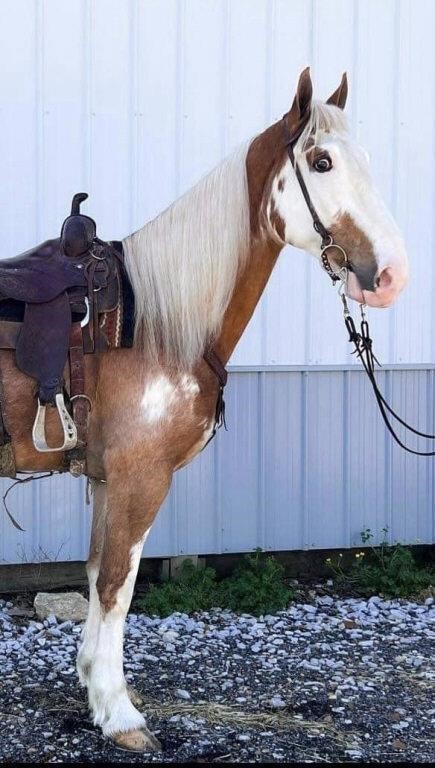 Bald Is Beautiful - Reg. Strawberry Roan Gelding