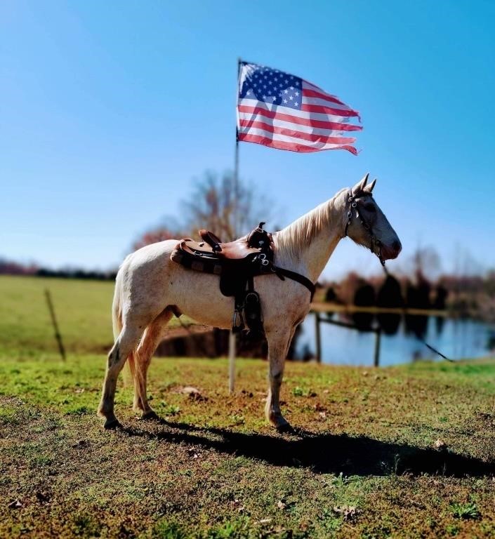 Silver - 5 YO Palomino TWH Gelding