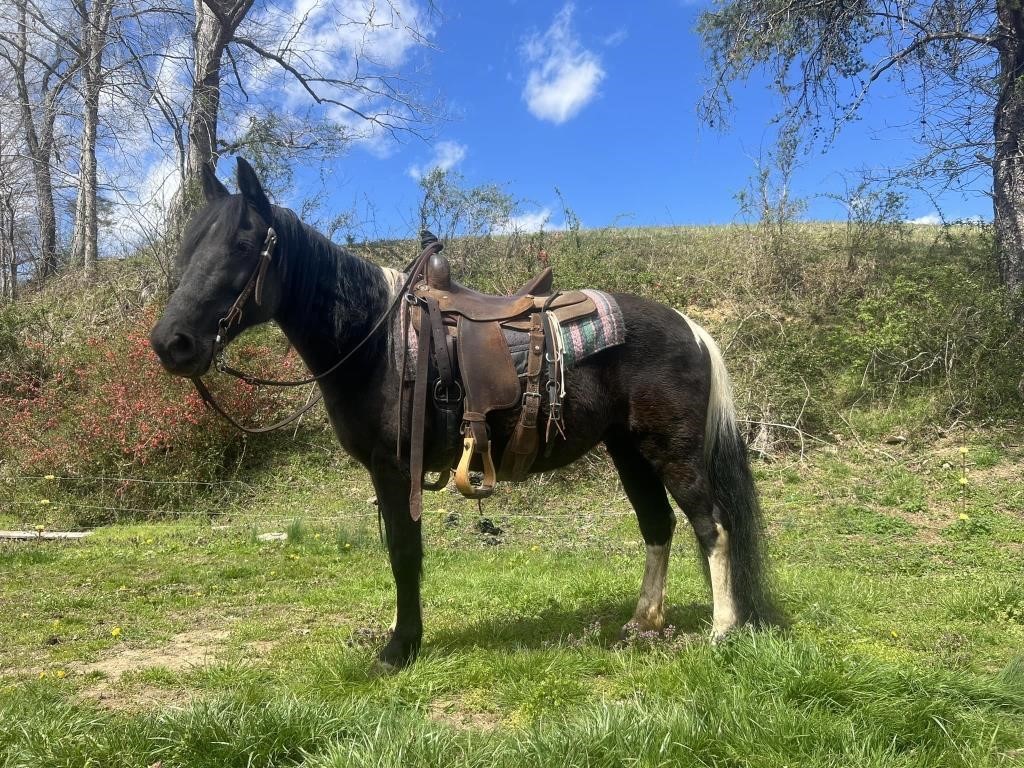 Lady - 9 YO Black & White Spotted Mare