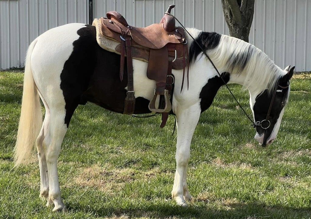 LaKota - Unique 2 YO Black/White Spotted Gelding