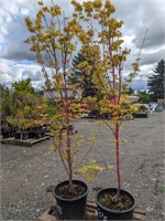 2 Coral Bark Maple