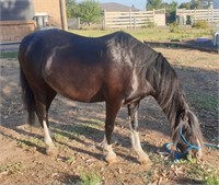 (SA) HUEY - WELSH X GELDING