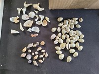 ASSTD SMALL SEASHELLS #2, RING TOP COWRIE, OTHER